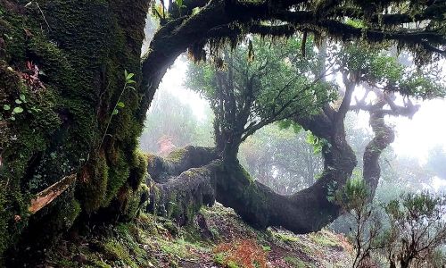 trees