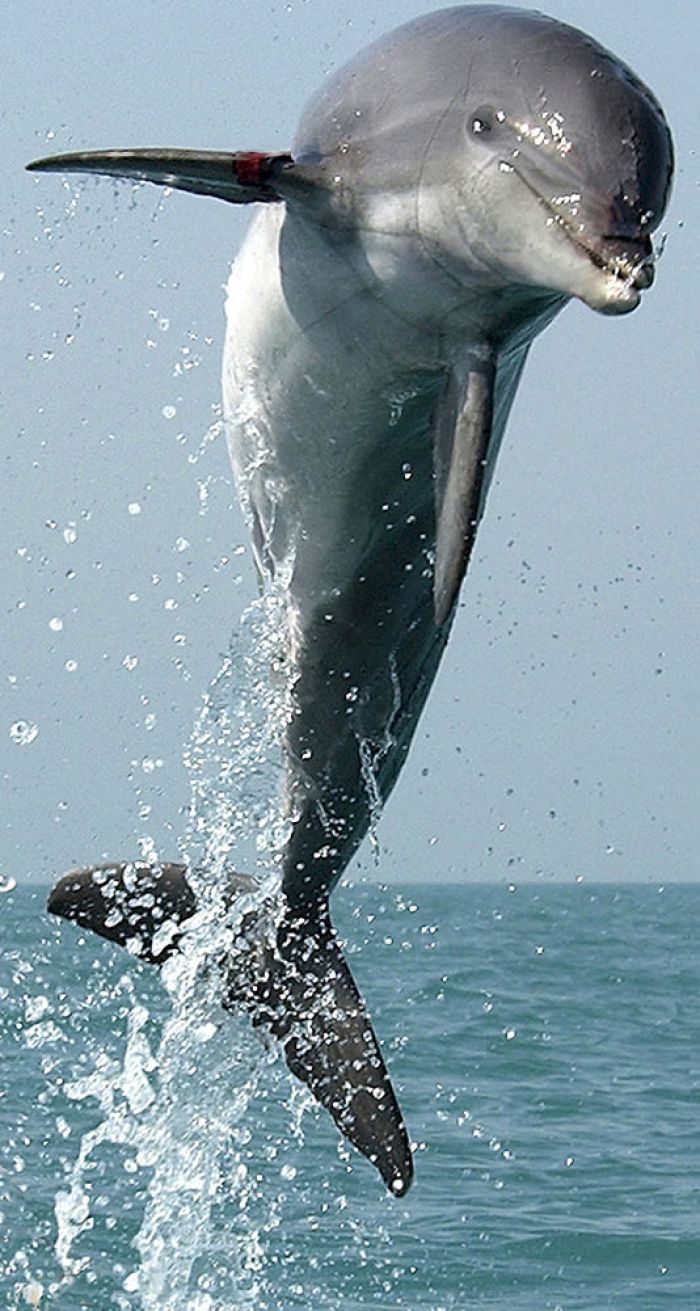 Dolphin & Whale Watching Madeira